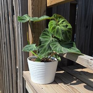 Ribbed Modern Ceramic Pottery 6.5" Planter